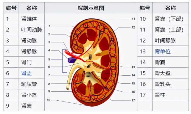 浅话肾脏的解剖结构,一文了解人的肾
