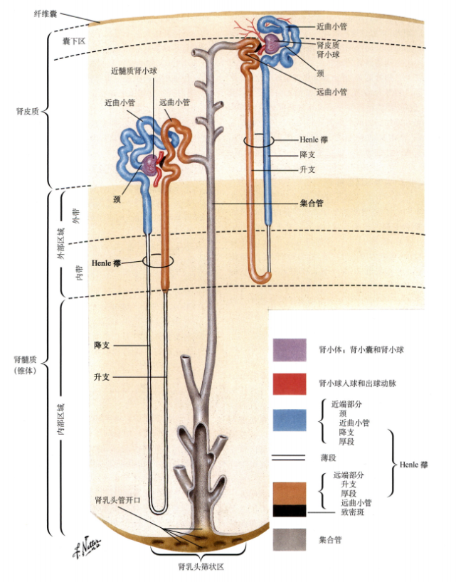 浅话肾脏的解剖结构一文了解人的肾