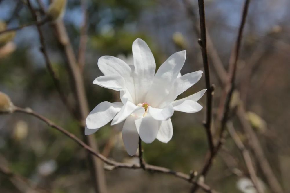 星花玉兰星花玉兰"白玫瑰"星花玉兰"简.