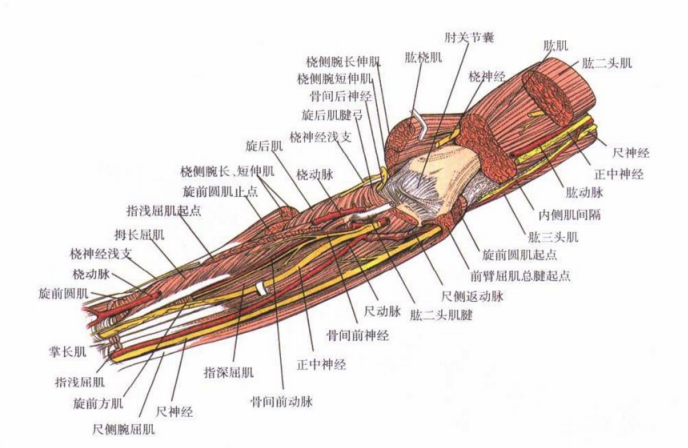 图9:前臂中层结构及桡神经浅支.正中神经在切口近侧进入浅层结构下方.