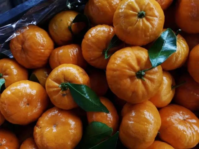 【新品上市】奇怪的"南瓜桔 你不能错过的美味