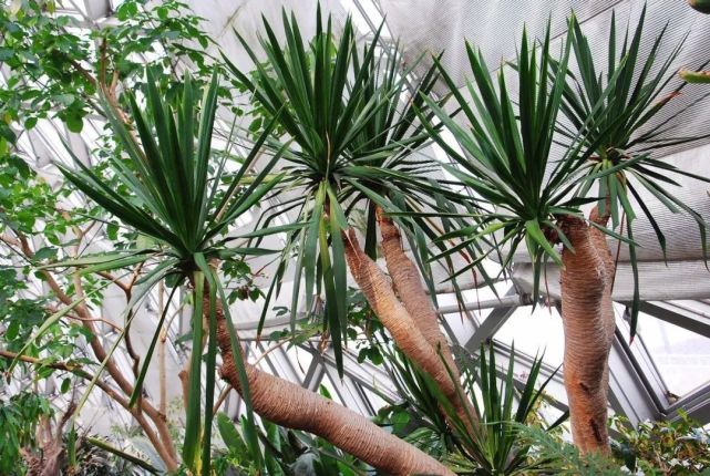 别名龙血兰又叫做龙血树,属于龙舌兰科的一种灌木植物,叶片呈剑形