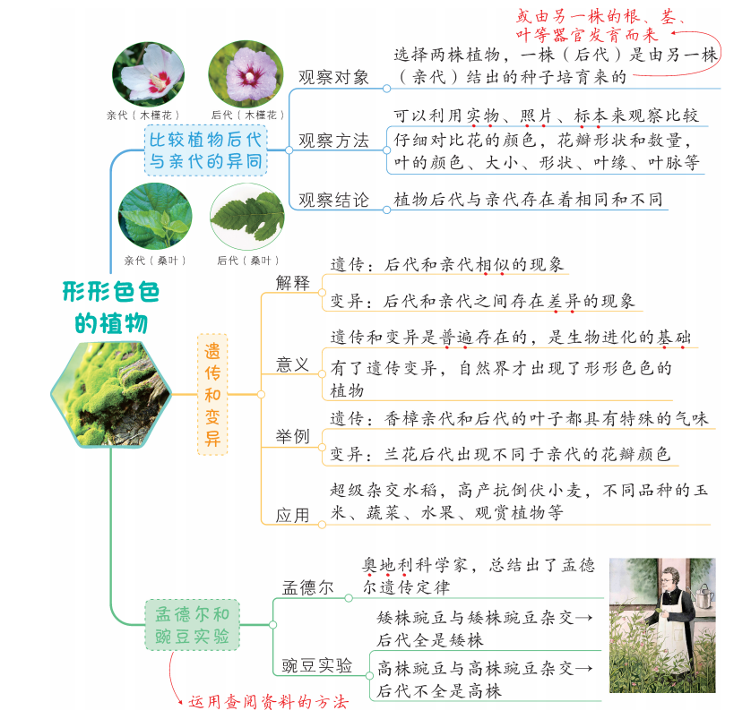 教科版科学六年级下册第二单元思维导图每课都有