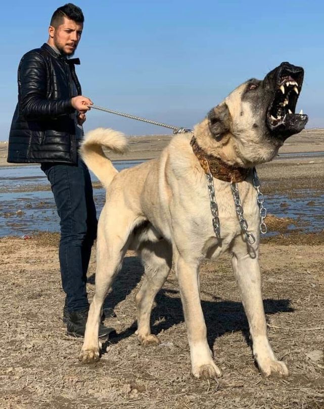 坎高犬vs高加索牧羊犬,谁才是大型猛犬的战力天花板?