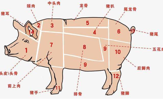 猪身上这5个部位不建议常吃大肠排最后榜首很多人喜欢吃