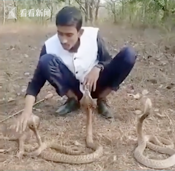 专家说,该男子的手势很有威胁性,这导致了眼镜蛇激烈反应.(编辑