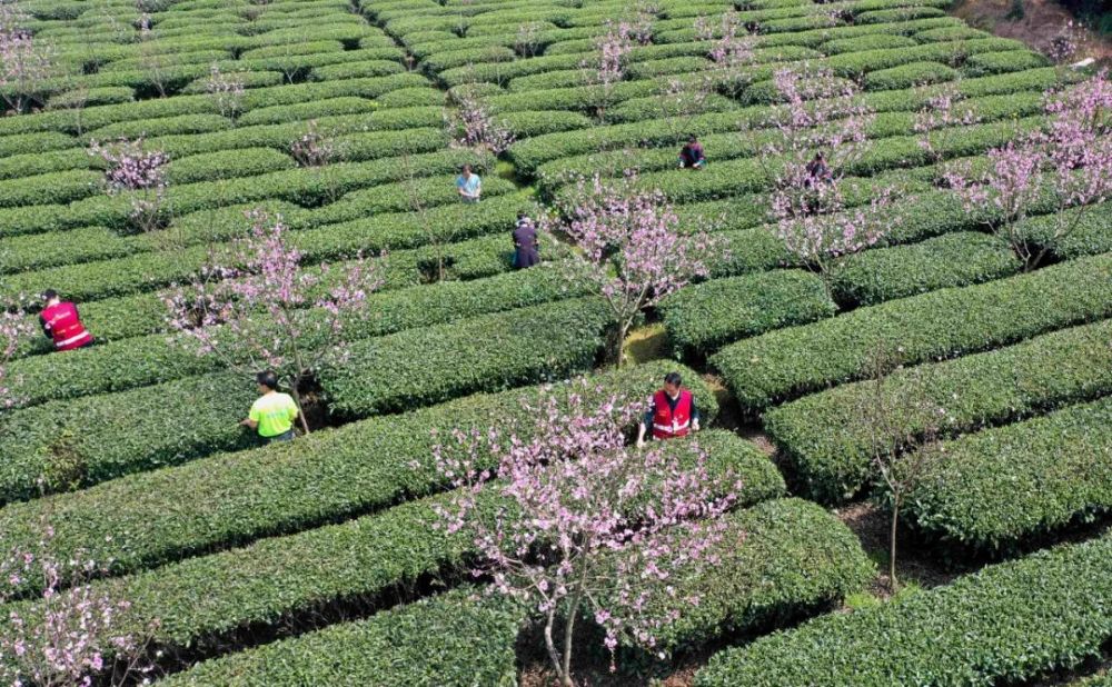 寨塘茶园桃花开 采茶赏花正当时