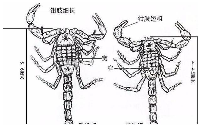 疯狂的蝎子每年有100吨被吃掉闷声的产业背后到底有何隐患