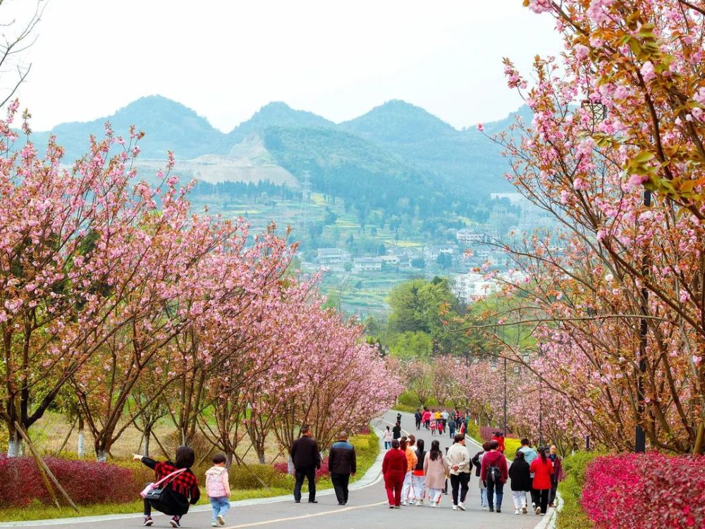 当季丨春日寻芳何处去遵义专属赏花地图新鲜出炉赶紧收藏
