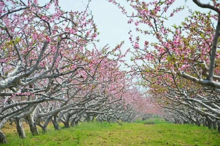 关于乔楼乡2022年第六届桃花节活动延期举办的公告