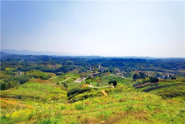 盘活农村闲置土地,梁平这片荒山变身"花果山"