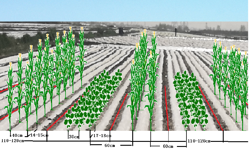 所有人玉米大豆带状复合种植技术知多少