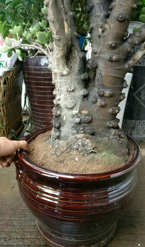 第四,山乌龟可以长成老盆景山乌龟是南方的植物,在云南那边的山里,有