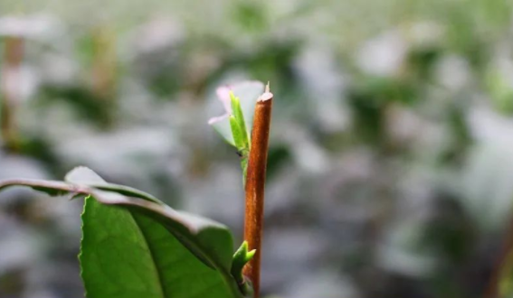 茶树枝梢顶部越冬的顶芽,腋芽(或枝干上的一些不定芽,在经过冬季休眠