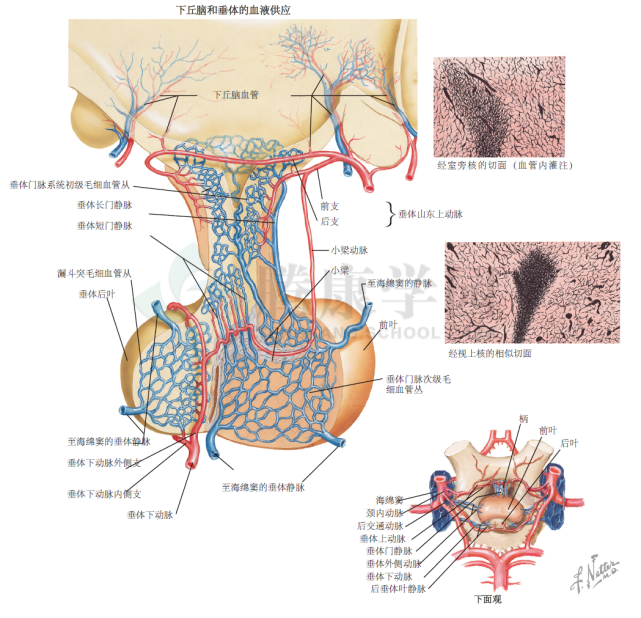神经解剖学|垂体门脉系统