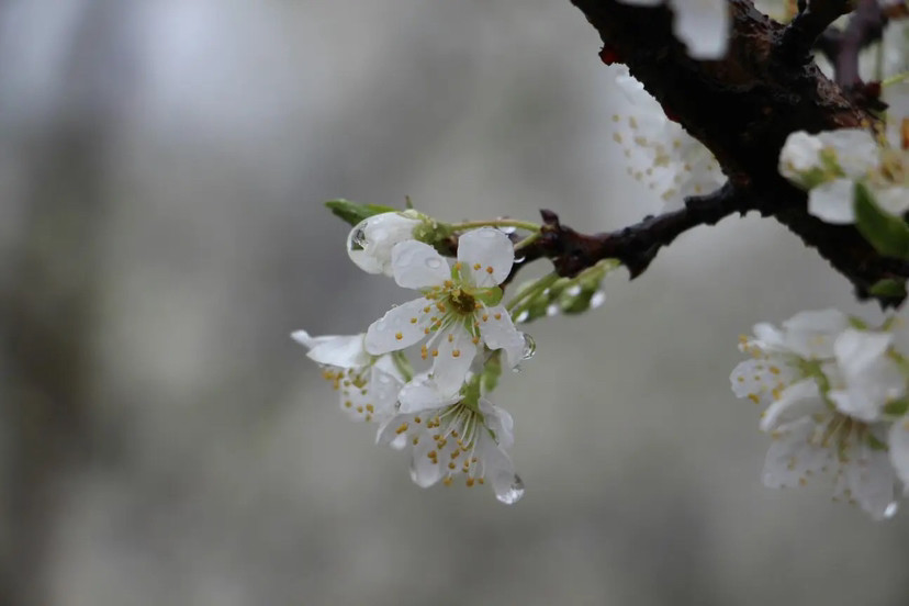 八首写梨花的古诗词梨花带雨唯美感十足最后一首与众不同