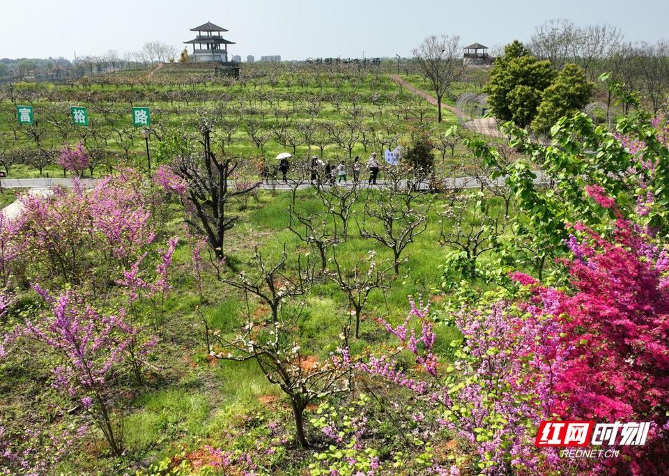 组图衡阳飞雪流香梨花开踏青赏花享春光