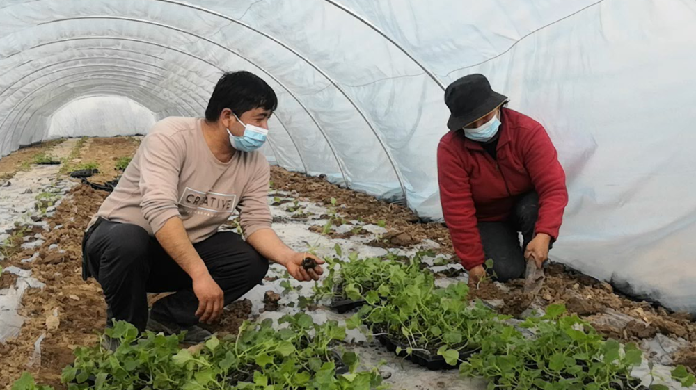 在这一周之内会将700余亩甜瓜苗全部种下,接下来会继续跟进"永田5号"