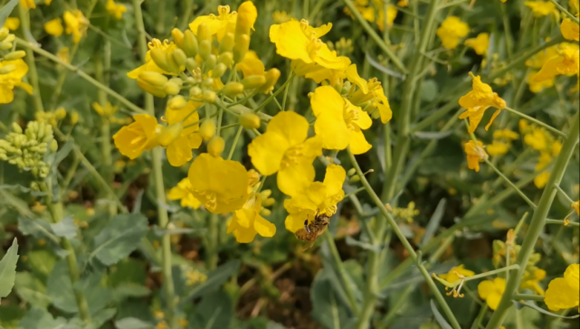 城区—环库路江北段—丹郧路—茯苓村/登高望远油菜花金黄的尖