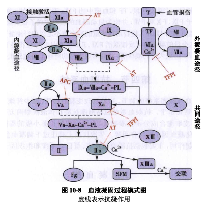 凝血四项一看就蒙搞笑漫画解读来了