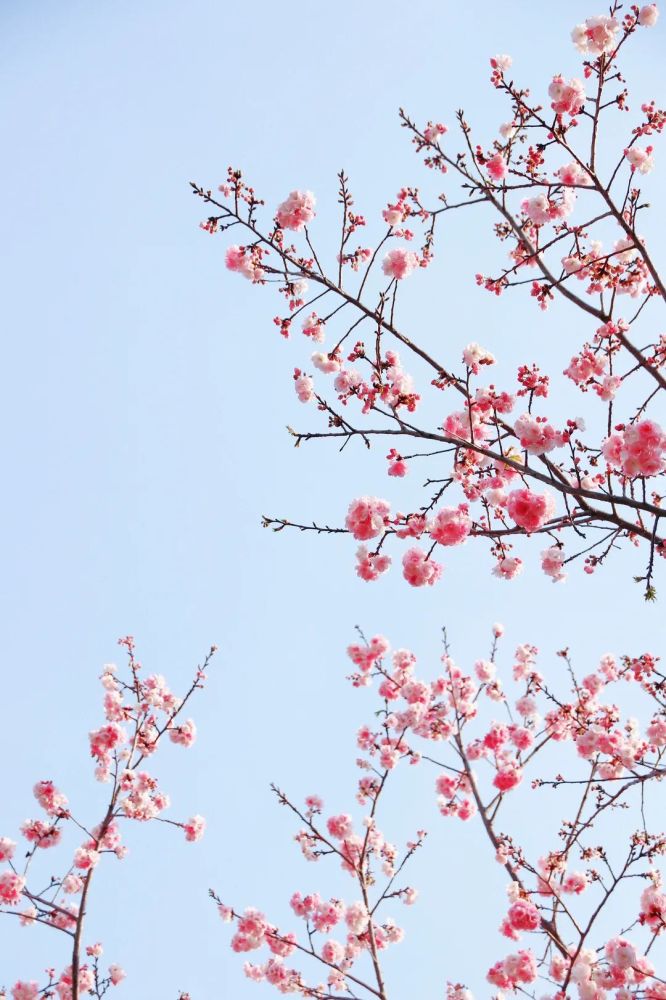 春城无处不飞花浅赏云农春花