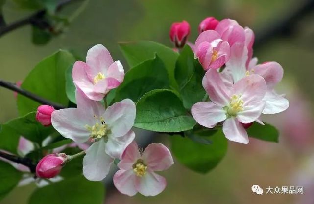 果树保花保果,芽虫和食心虫的防治以及简易预测霜冻方法_腾讯网