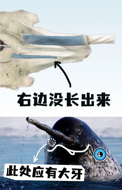 没有角的白鲸为什么属于一角鲸?