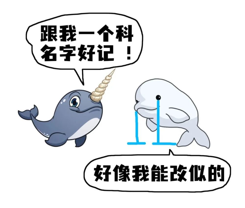 没有角的白鲸为什么属于一角鲸