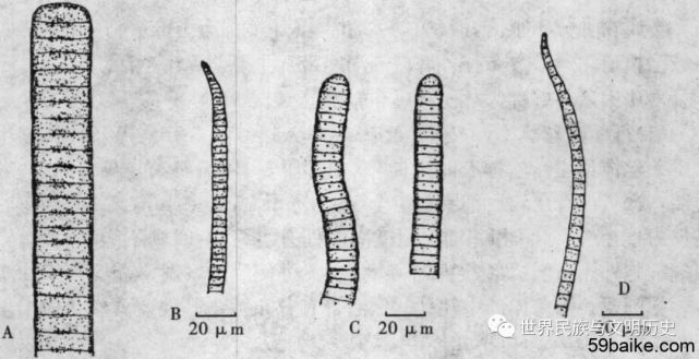 coleoideae)席藻科(phormidiaceae)颤藻科(oscillatoriaceae)微鞘