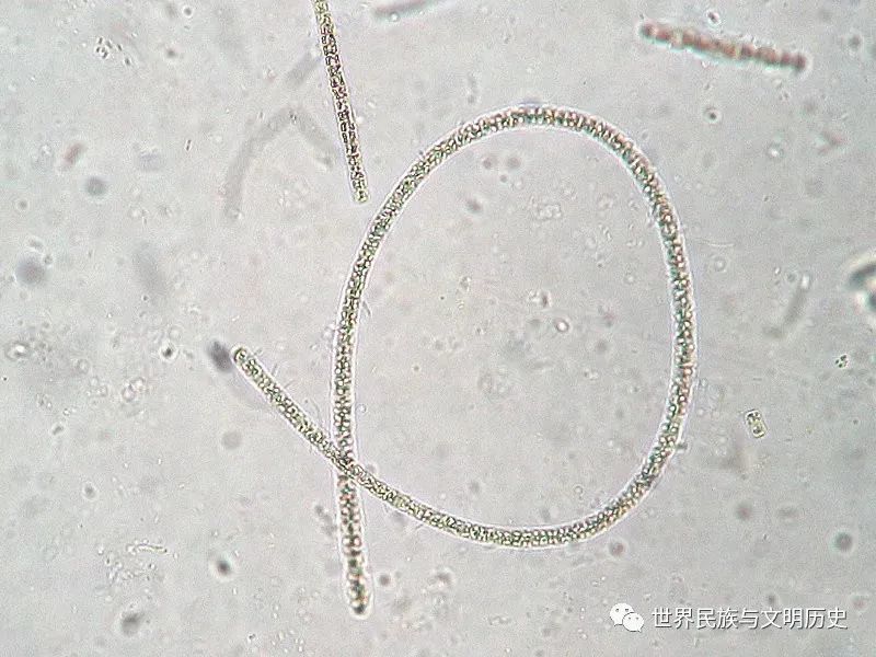 (1)胶鞘藻属(席藻属)胶鞘藻属(学名:phormidium)也称席藻属,为席藻科
