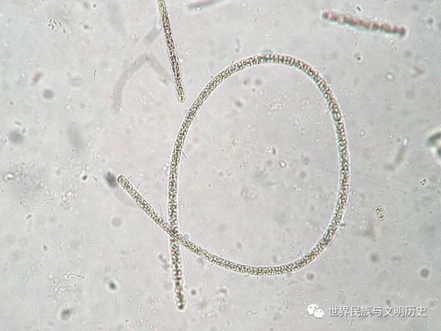 【原核生物全系列-22】蓝藻纲—颤藻目