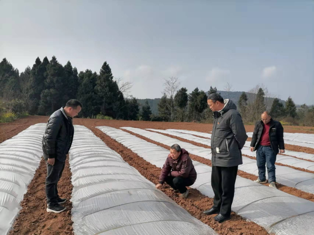 梓潼县黎雅镇是国家级水稻制种基地乡镇,现在水稻制种已成为黎雅镇