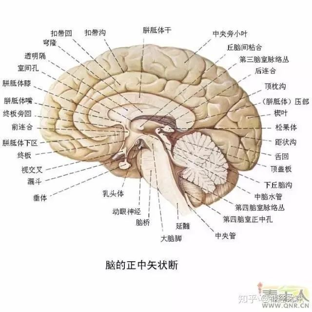 解剖|最全神经系统解剖图来了,每个学医的都该看看