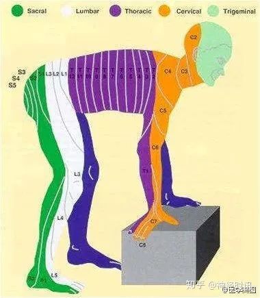 解剖最全神经系统解剖图来了每个学医的都该看看