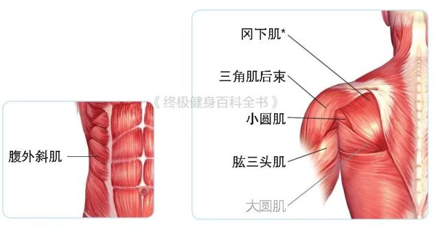 经典伸展运动肌肉图解,改善肌肉僵硬,保持肌肉弹性