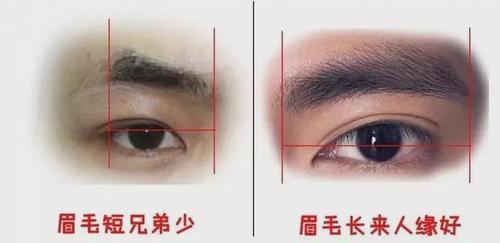 短眉毛的人,脾性同样相对温和,但自我意识容易过强,通常为了个人的