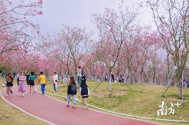 廉江樱花公园是国家3a级景区,目前是粤西地区唯一一个樱花主题公园.