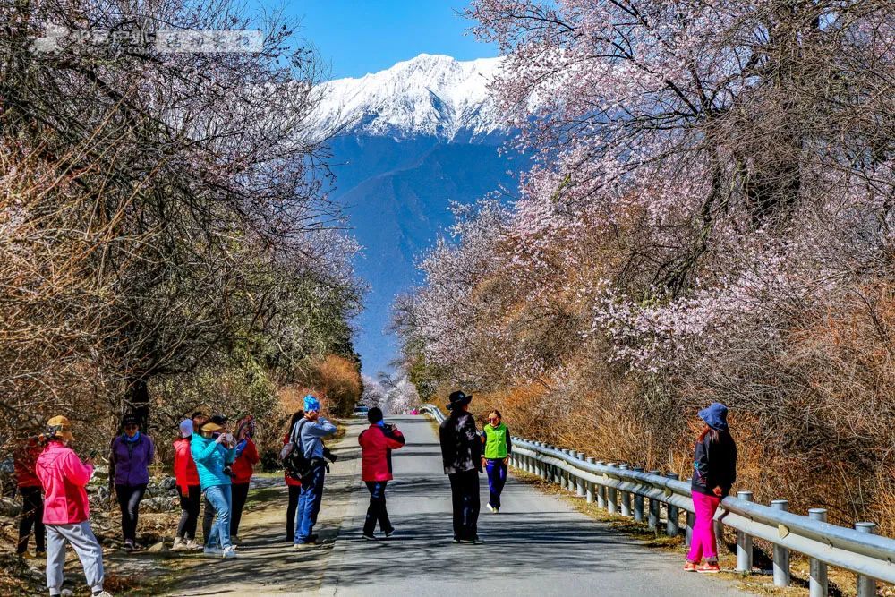 西藏林芝的桃花红了中国最美的春天都藏在这里4月仅一期活动错过只能