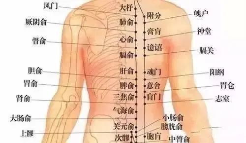 足太阳膀胱经是阳气最旺盛的一条经脉,在人体的腰部和背部,除了正中间