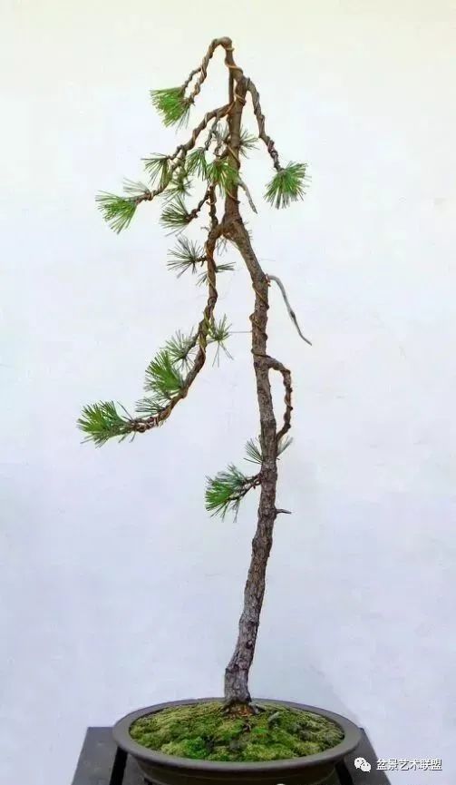 赵庆泉文人黑松盆景制作过程