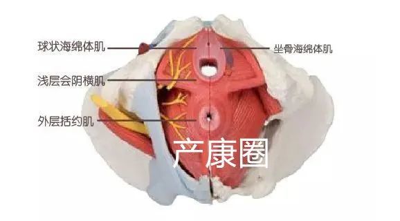 女性的坐骨海绵体肌比球海绵体肌细小,沿坐骨结节内缘向前行至阴蒂处.