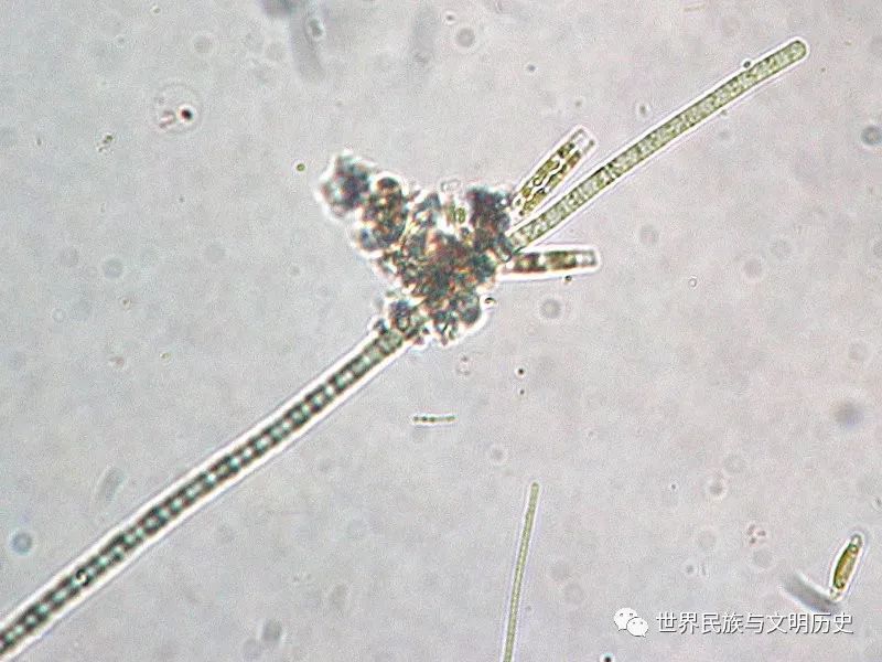 原核生物全系列23蓝藻纲念珠藻目
