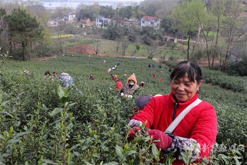 2022年3月23日,安徽省合肥市庐江县汤池镇百花村香茶谷茶叶专业合作社