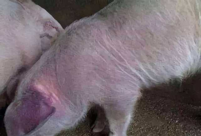 猪耳朵发红发紫是什么病猪耳朵突然发红发紫怎么治疗