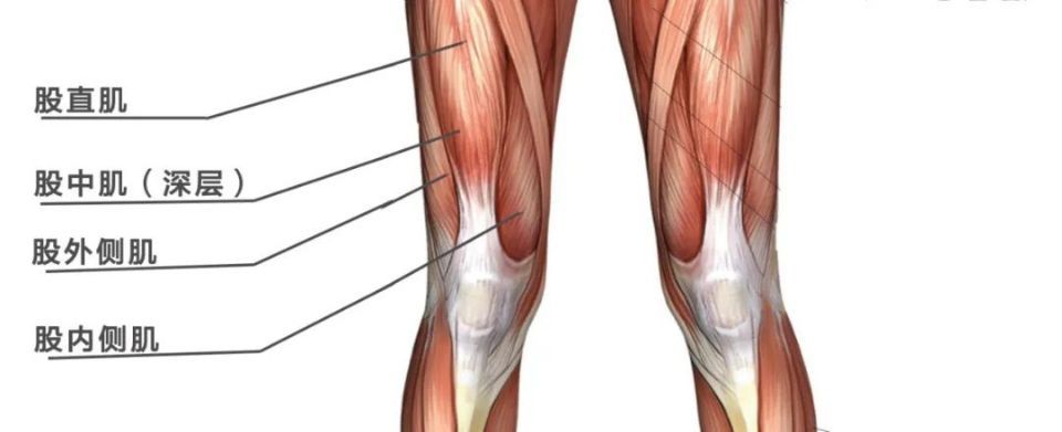 大腿前侧紧又粗这7个体式助你深度拉伸大腿前侧