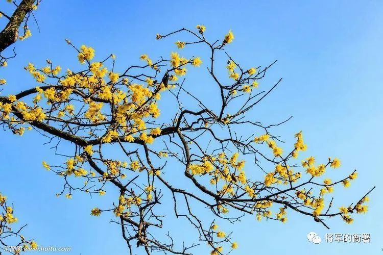 蜡梅种植已有500多年的历史,但返乡后的邓纪会发现,因蜡梅卖不起价,不