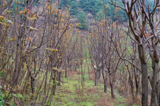 乡村振兴｜“香椿”振兴 产业托起群众致富新希望 腾讯新闻