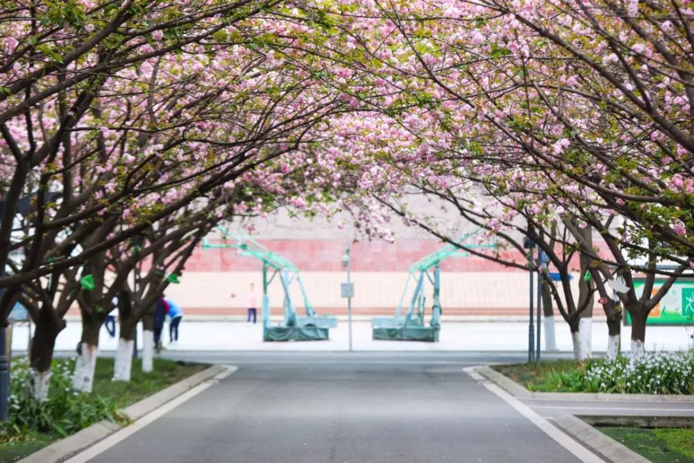 伴随郎朗读书声,共享春日梦幻在大弯中学邂逅最美"校花"沿着樱花"铺就