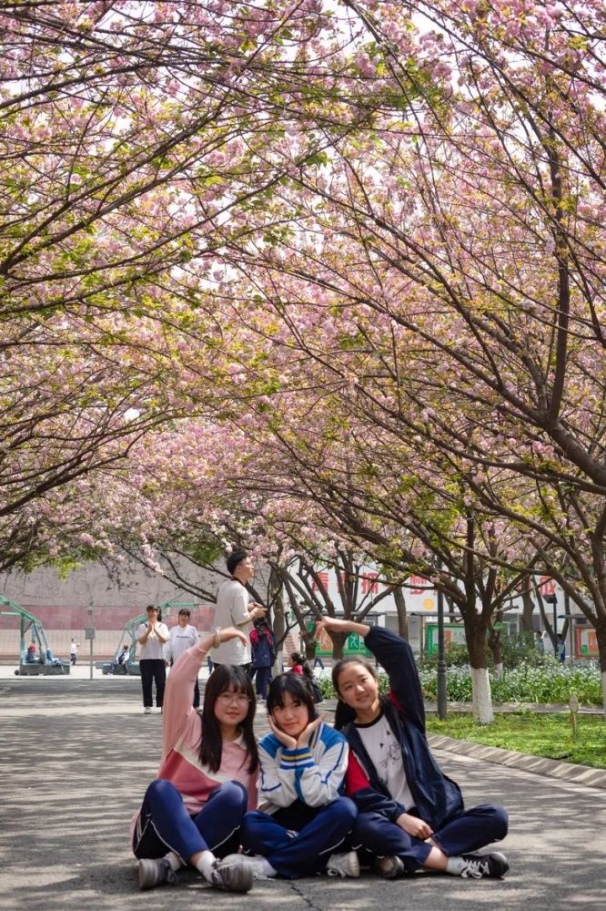 共享春日梦幻在大弯中学邂逅最美"校花"沿着樱花"铺就"的道路让樱花的