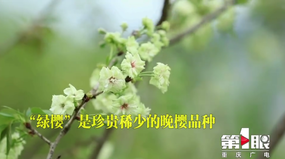 见过绿色的樱花吗开州盛山植物园可赏绿色晚樱